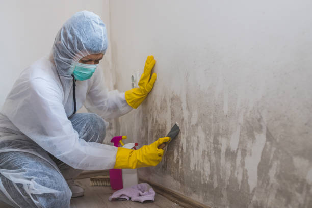 Best Local Mold Removal Service  in Richmond Heights, OH