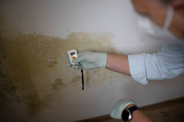 Best Mold Testing  in Richmond Heights, OH