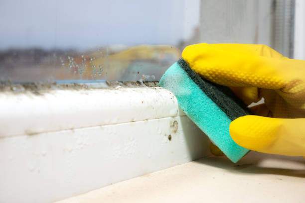 Best Crawl Space Mold Removal  in Richmond Heights, OH