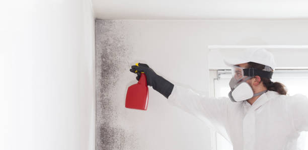 Best Mold Removal Company Near Me  in Richmond Heights, OH