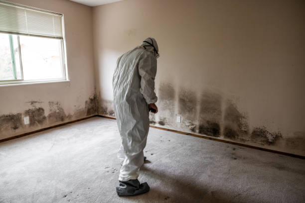 Best Toxic Mold Removal  in Richmond Heights, OH