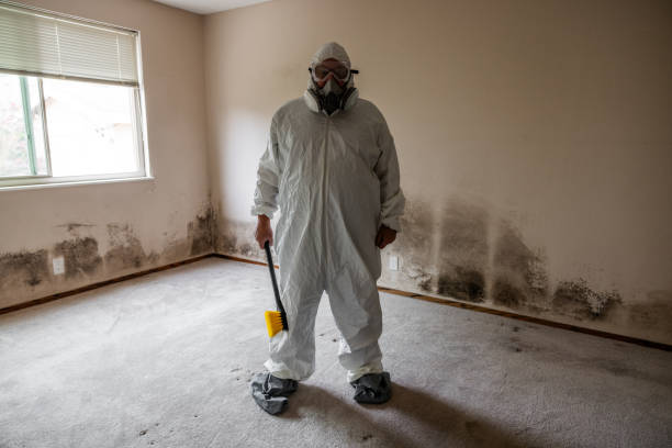 Best Certified Mold Removal  in Richmond Heights, OH