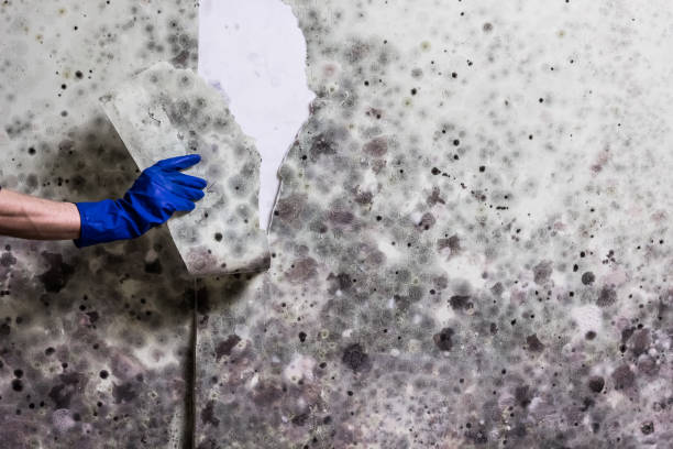  Richmond Heights, OH Mold Removal Pros
