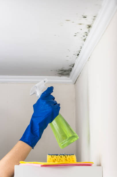 Best Mold Damage Repair  in Richmond Heights, OH