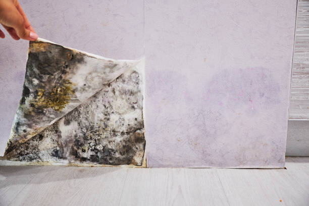 Best Fast Mold Removal  in Richmond Heights, OH